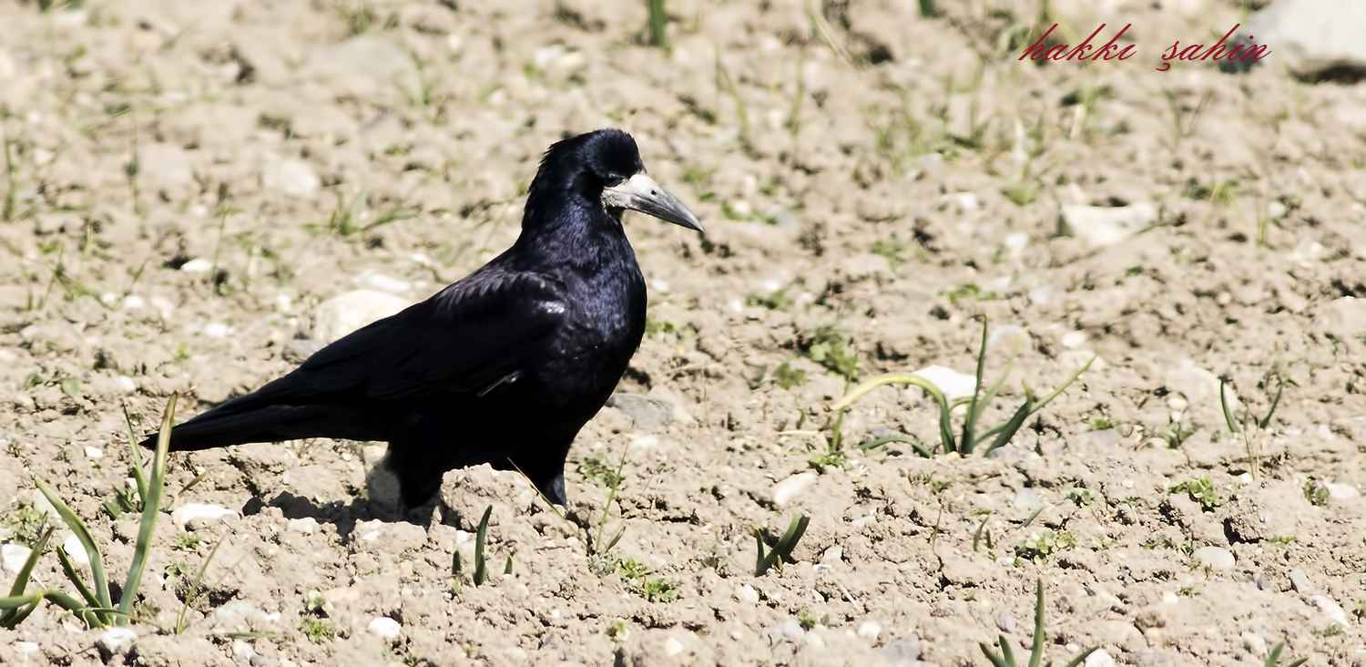 Rook